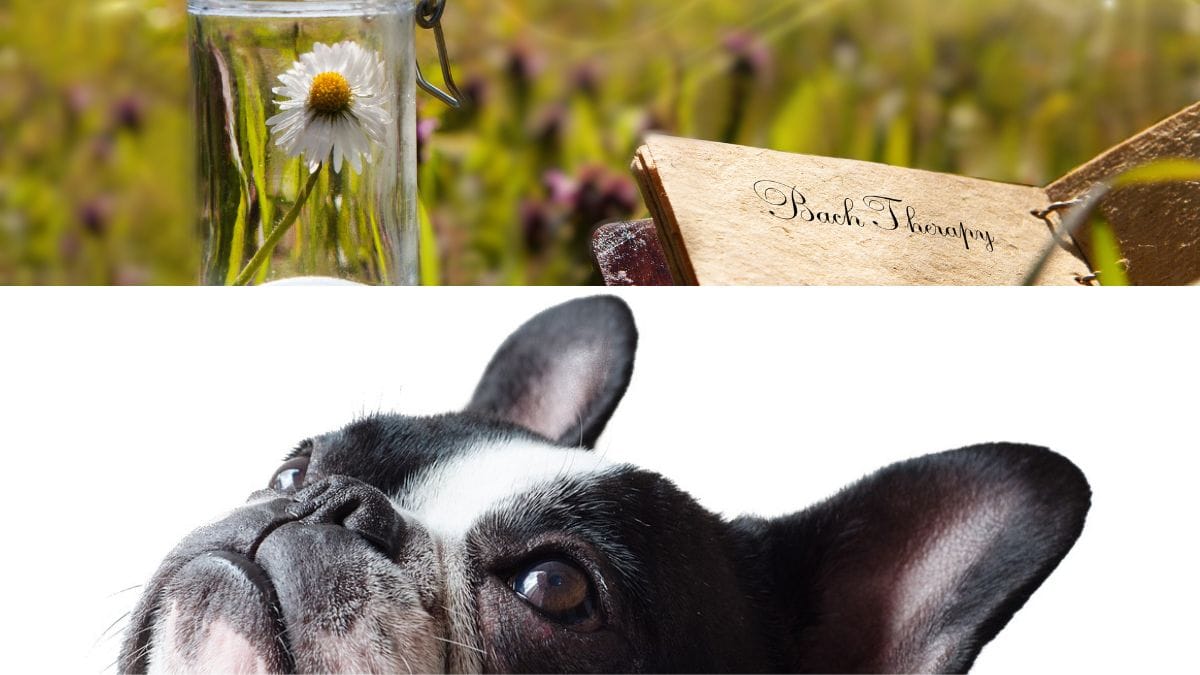 Bachblüten Hund Dosierung, Nebenwirkungen, Anwendung